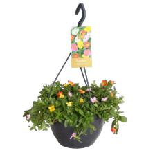 Portulaca hangplant